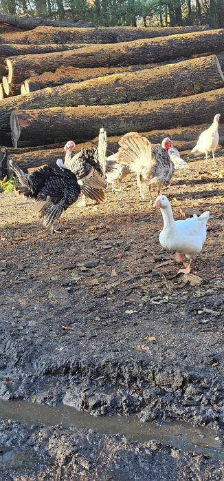 Indyki i indyczki tegoroczne.