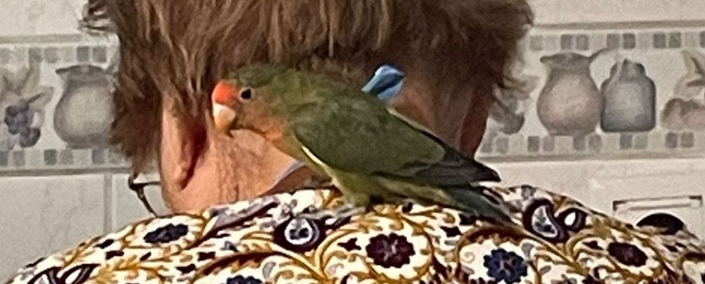 Agaponis domesticado