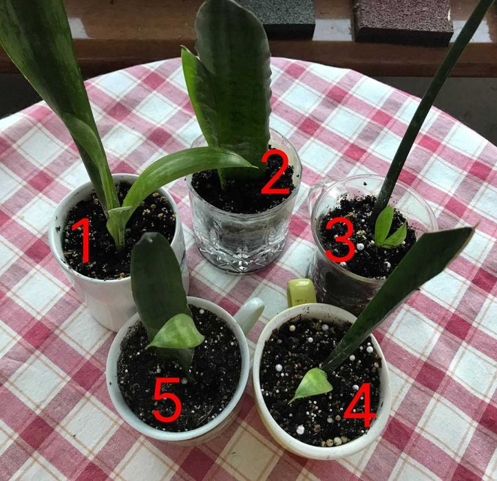 Сансевієрія та Красула від 50 грн.