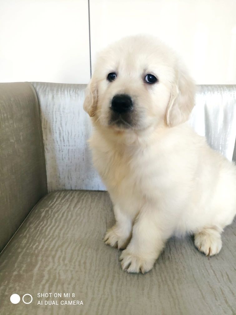 Golden retriever com lop, afixo e de linhagens de multicampeões