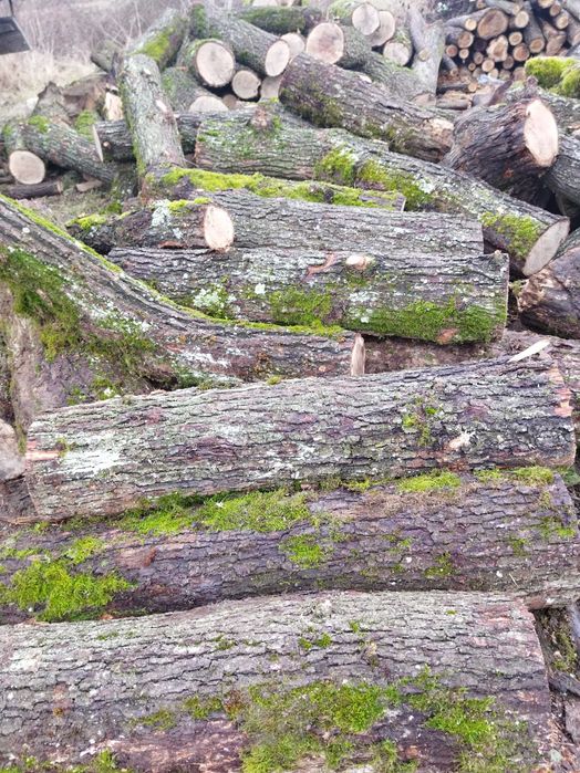 Дрова твердої породи