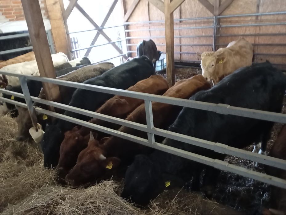 Sprzedam byki miesne