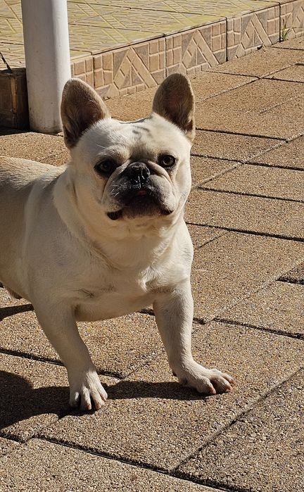 Bulldog Francês creme