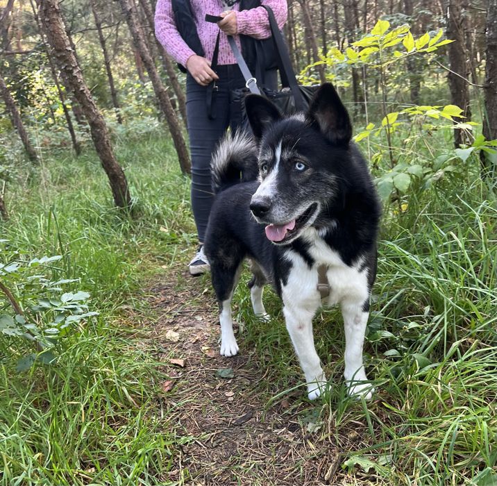 Mały książę Maksymilian o błękitnych oczach szuka swojego królestwa