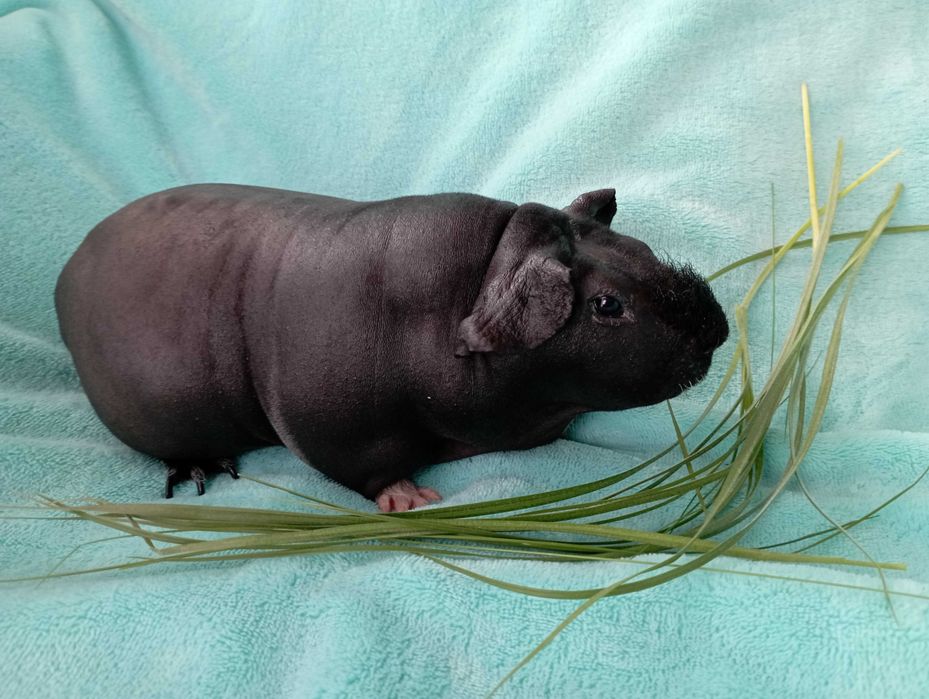 Przepiękna świnka morska ,Cavia Skinny ,prosiaczek.