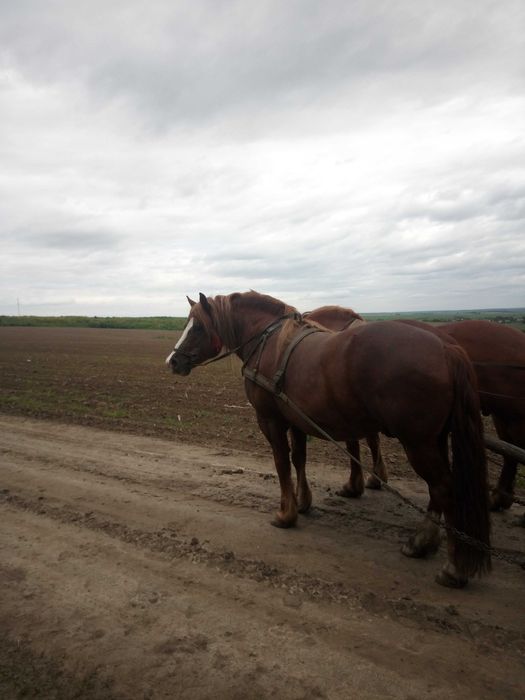 Продається пара коней.                                         .