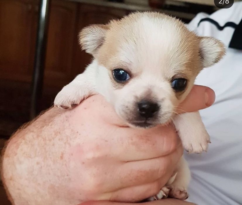 Шенки чихуа хуа разного возроста