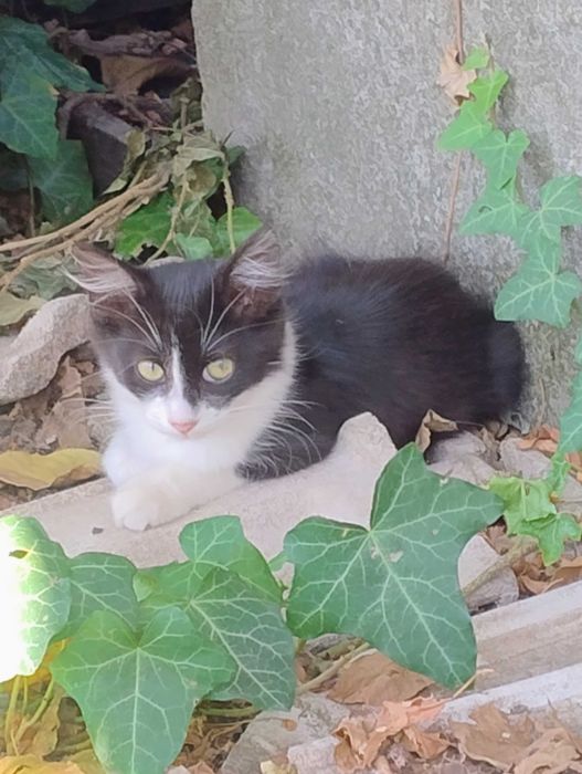 Отдам в хорошие руки кошечку.