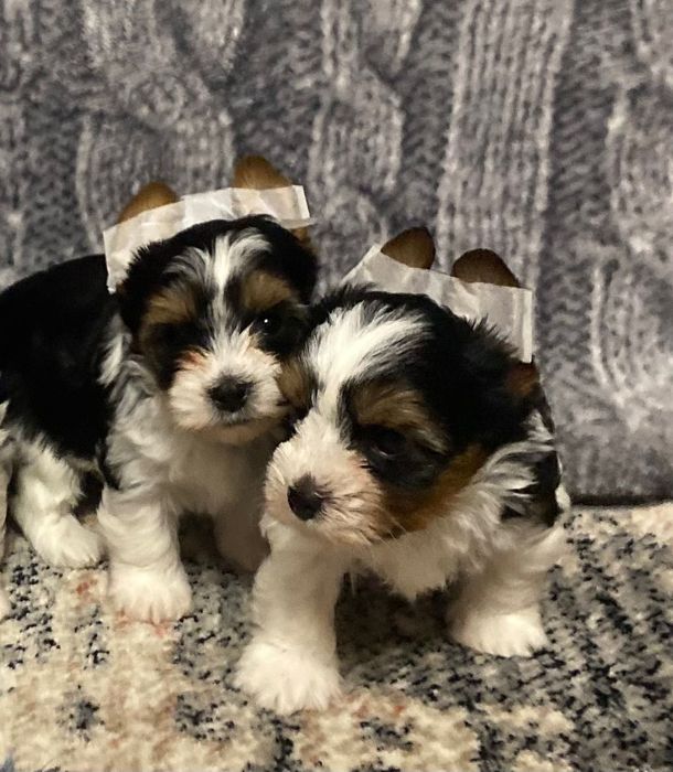 Бівер Йорки , хлопці, міні і стандарт