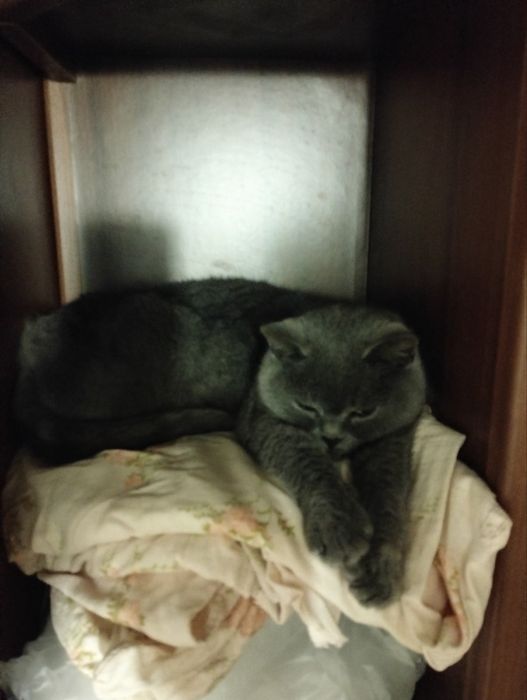 Британка кішка безкоштовно