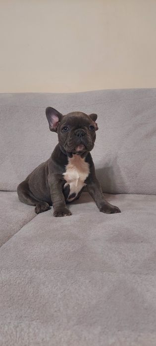 Buldog Francuski suczka niebieska COCO