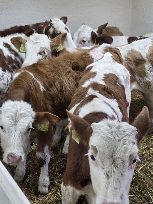 Byczki 8 sztuk simentale 120 kg