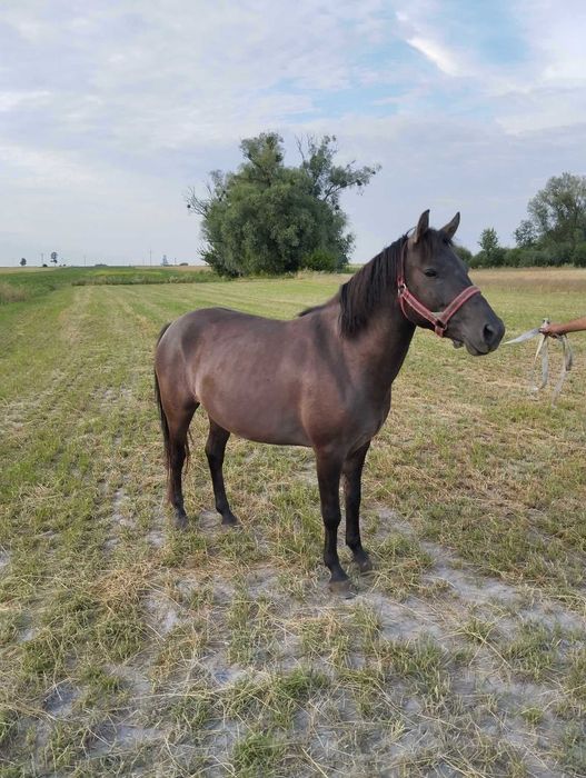 Klacze Huculskie zaźrebione