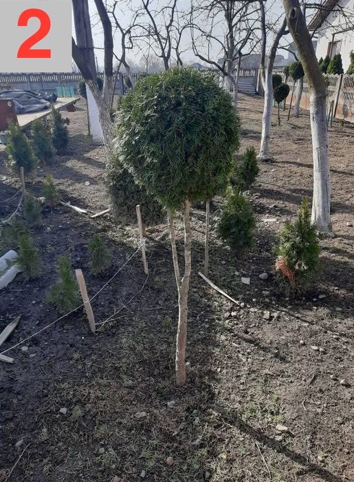 Туї смарагд на штамі, коніки, тиси, ялинки, бонсаї. Рослини для декору