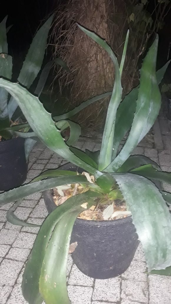 Agawa sukulent piękna roślina do ogrodu