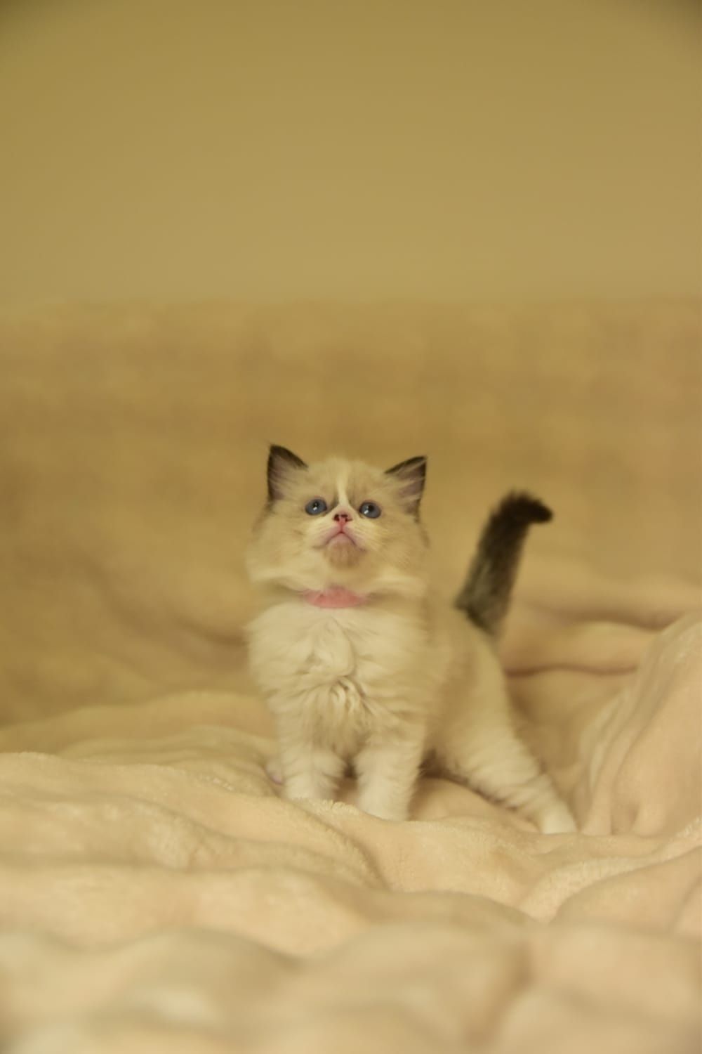 Ragdoll dziewczynka
