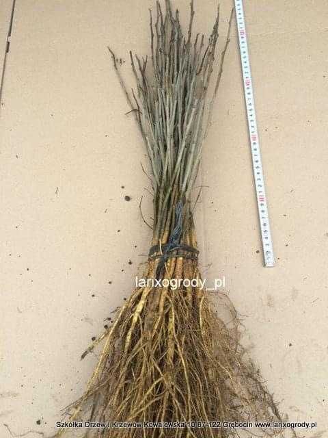 Morwa czarna i biała  sadzonki sortowane.