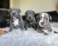 Staffordshire Bull Terrier -Staffik