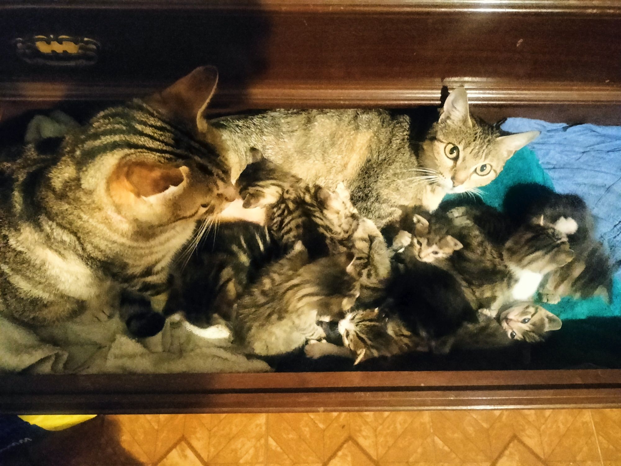 Gatinhos para adoção