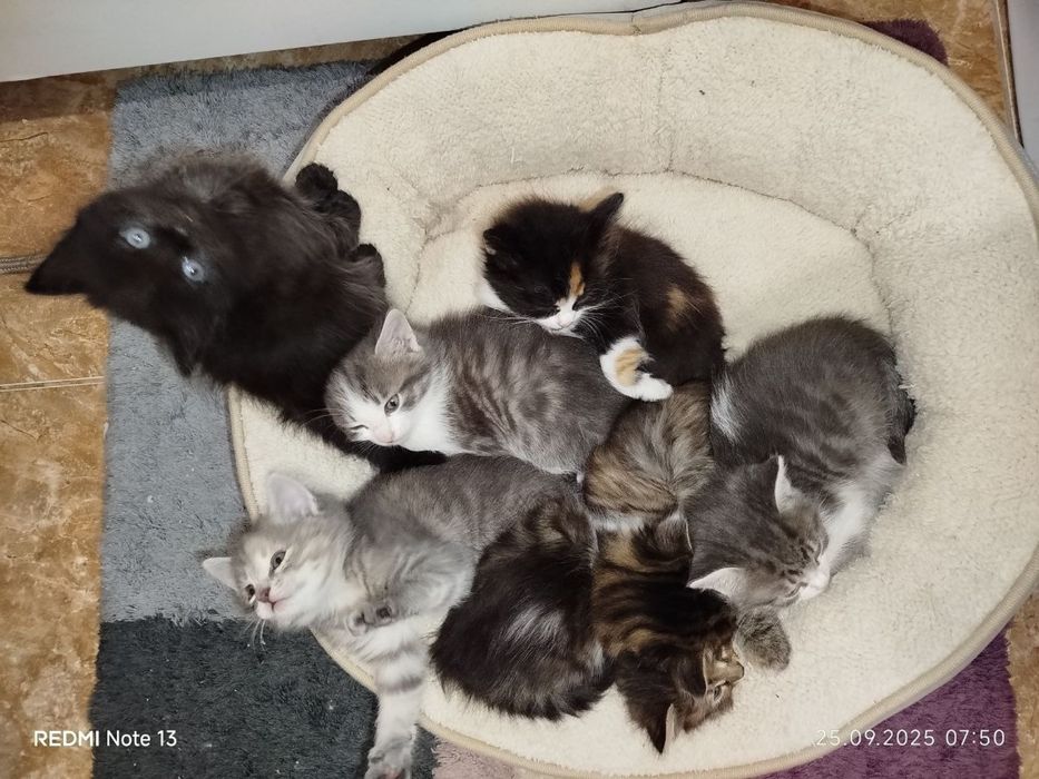 Віддаємо котиків у хороші руки