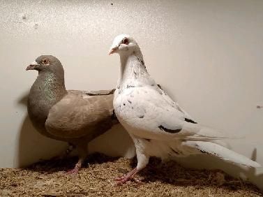 Gołębie pocztowe młode stipper brown almond