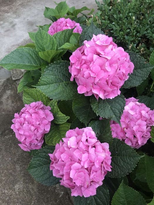 Гортензія широколистна