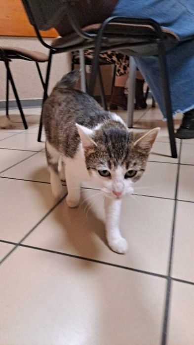 śliczna kotusia szuka domu