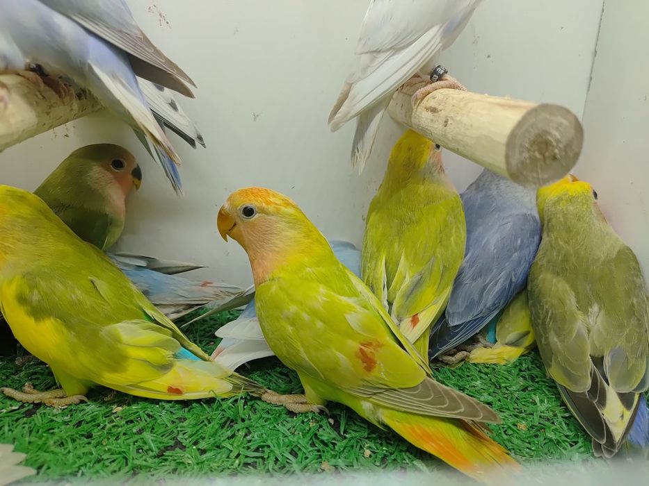 Papugi - papużki nierozłączki czerwonoczelne - młode 2025