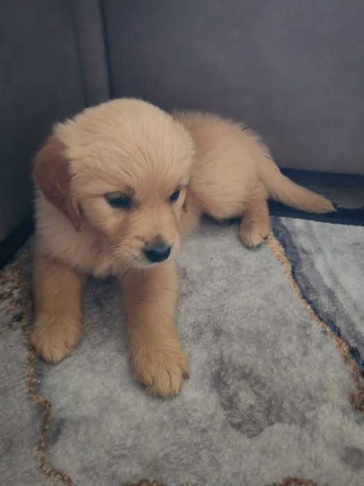 Linia amerykańska rudy samczyk  ZKPL/DNA/gen/ badania