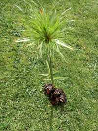 Pés de plantas jardim de papiro para plantar lagos e jardins