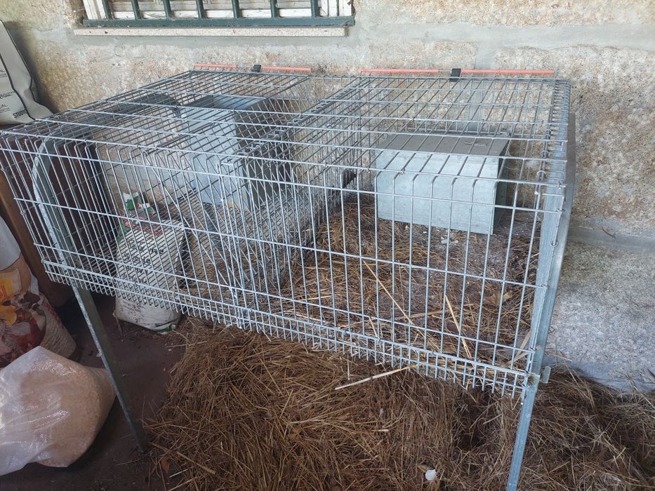 Gaiola / Coelheira