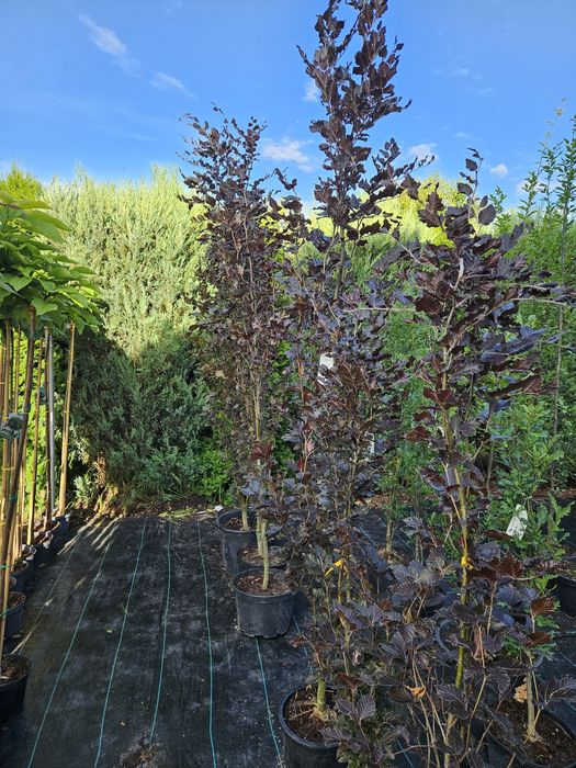 Brzoza Doorenbos,Grab,Buk,Dąb kolumnowy.Tuja szmaragd