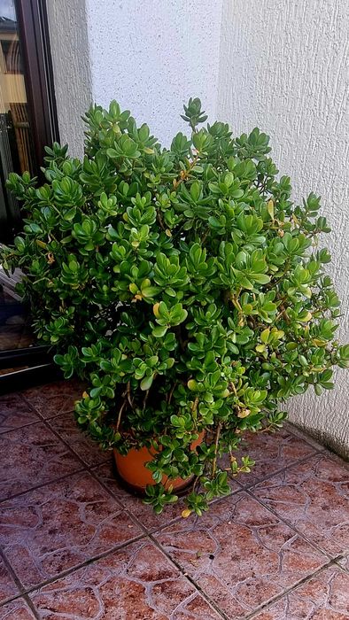 Grubosz - drzewko szczęścia