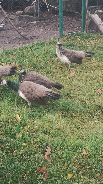 Sprzedam pawie oraz bażanta
