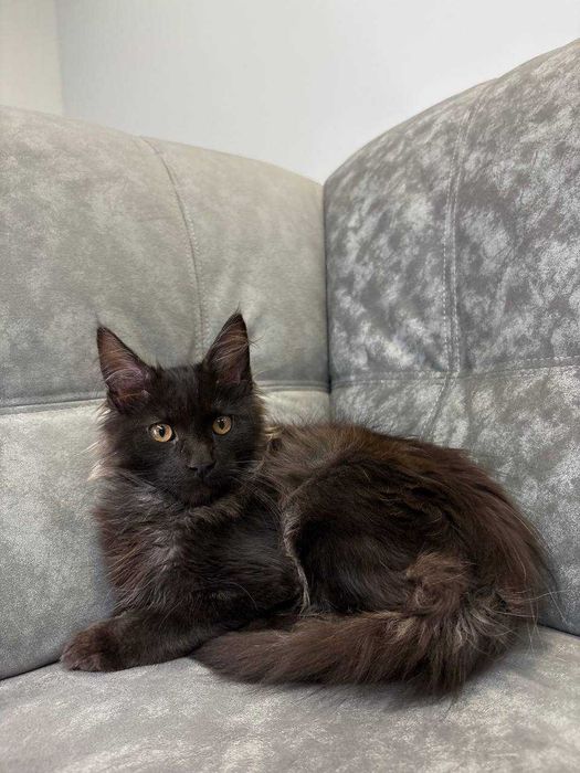 Хлопчик мейн-кун неймовірно чорного кольору зі всіма документами WCF