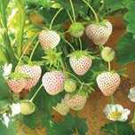 Morango branco abacaxi