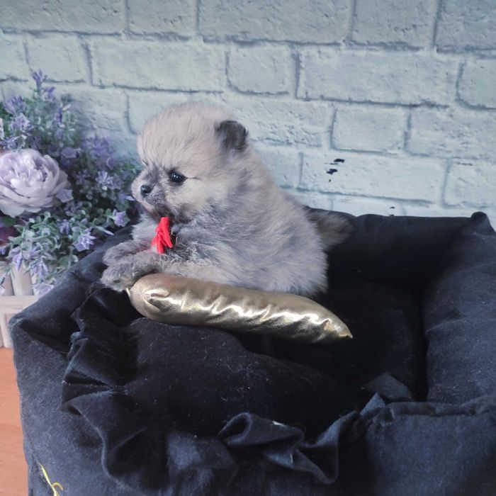 Szpic miniaturowy > dostępny piesek .