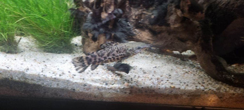 Megalechis thoracata