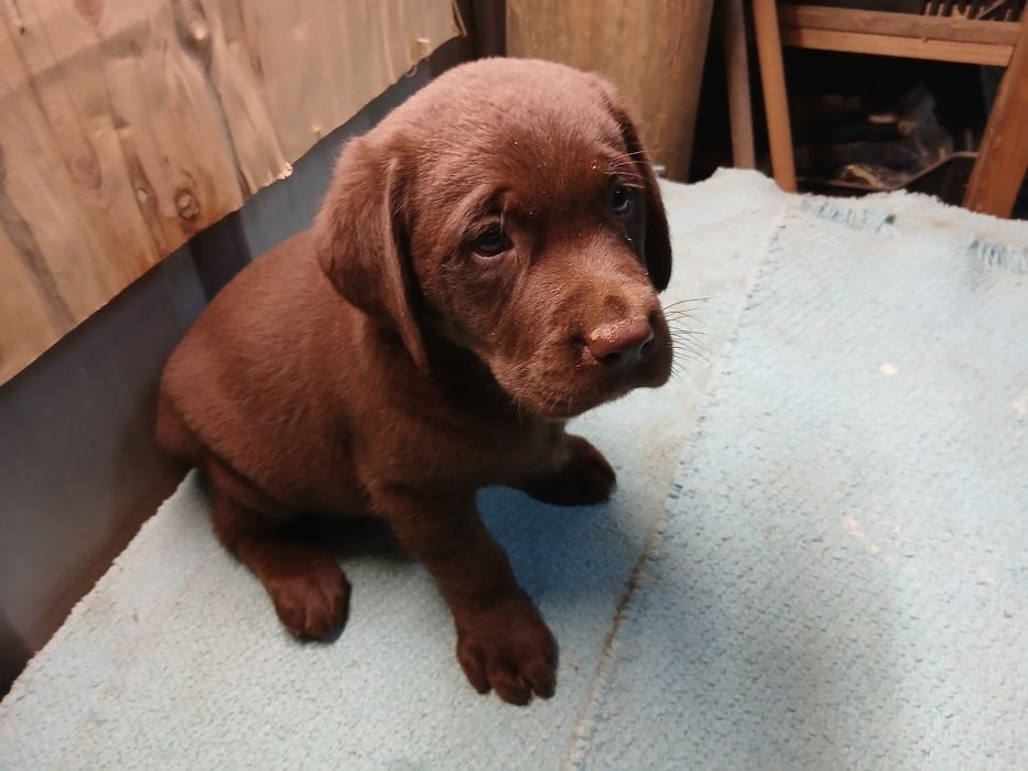 Labrador retriever macho