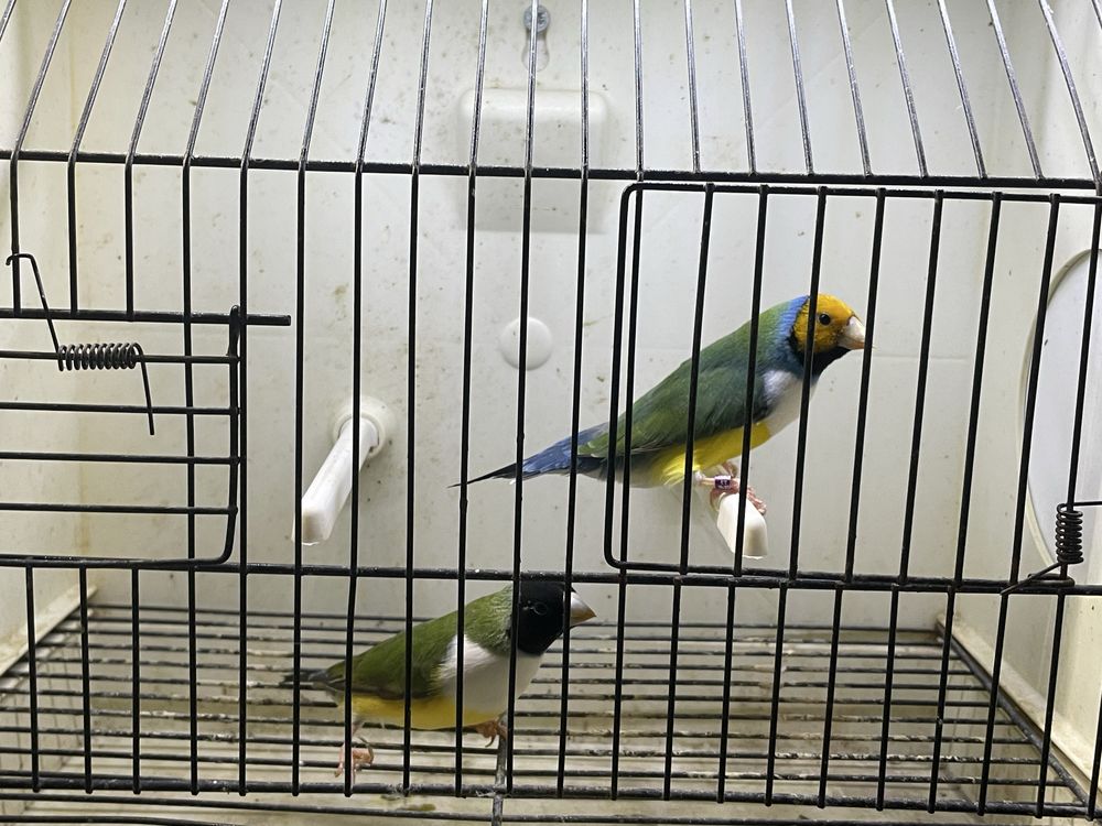 Diamantes de gould