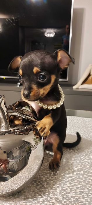 suczka pinczer miniaturka
