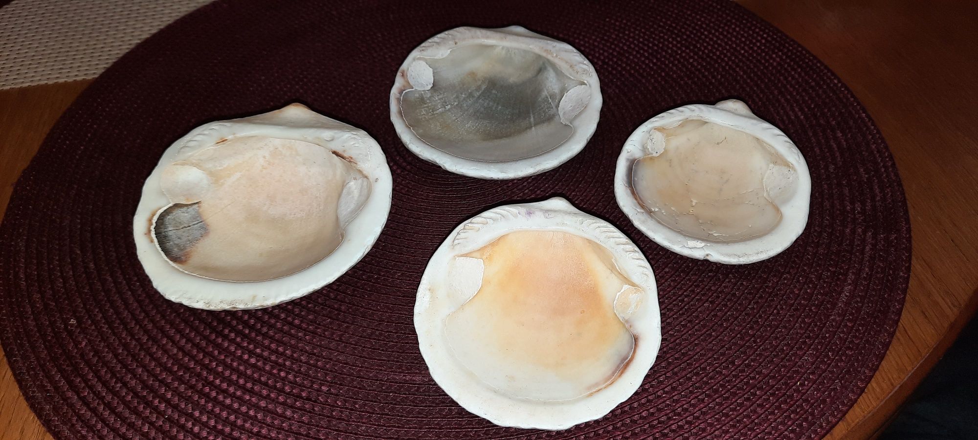 4 muszle morskie