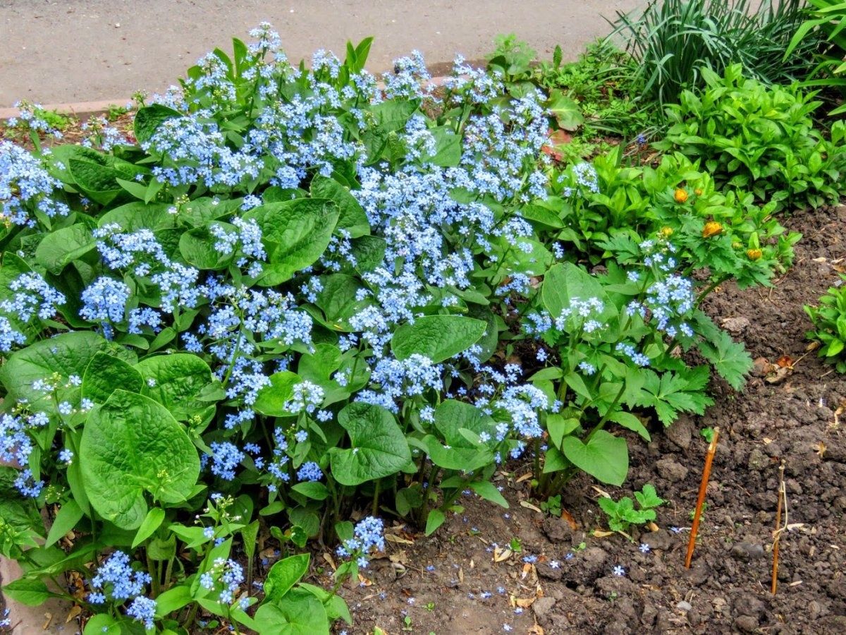 Садові квіти багаторічники