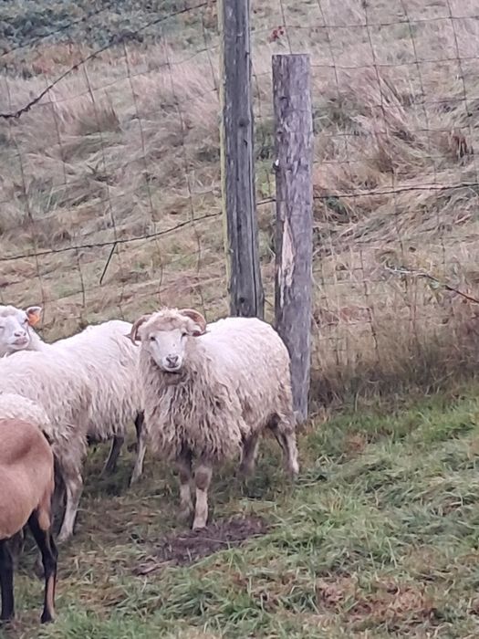 Barany owce jagnieta