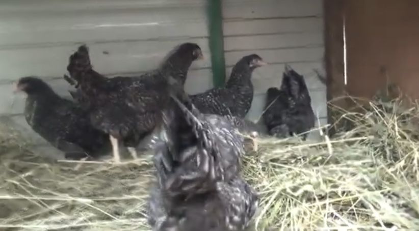 Кури Домінант пошти 5 місяців