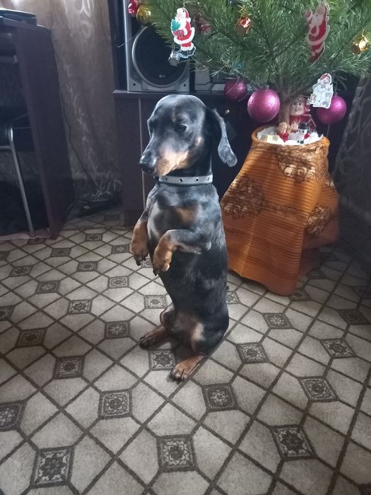 Сведу собаку Таксу мальчика