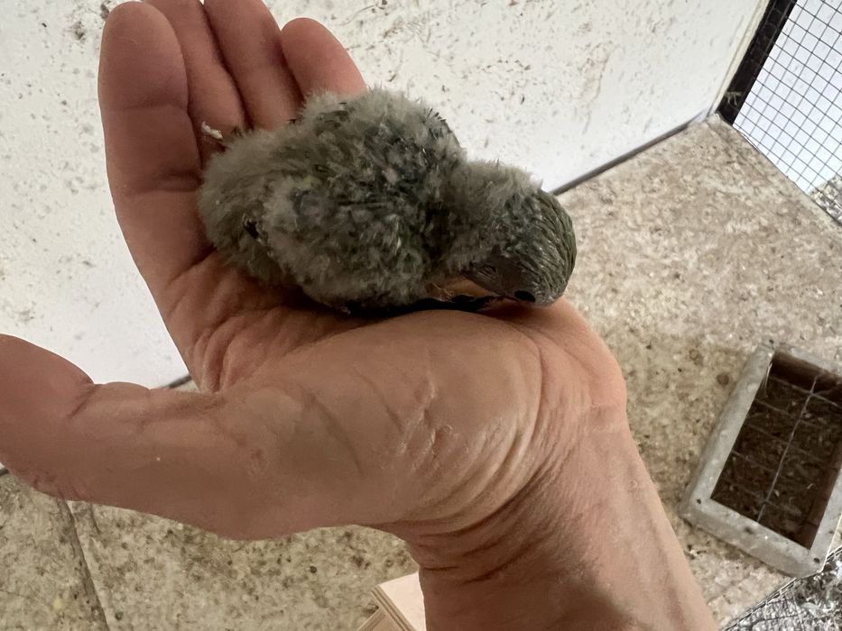 AGAPORNIS ROSEICOLLIS BEBÉS