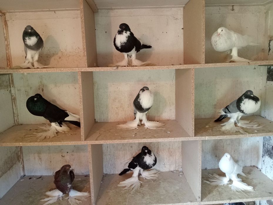 Pombos de papo muito bons