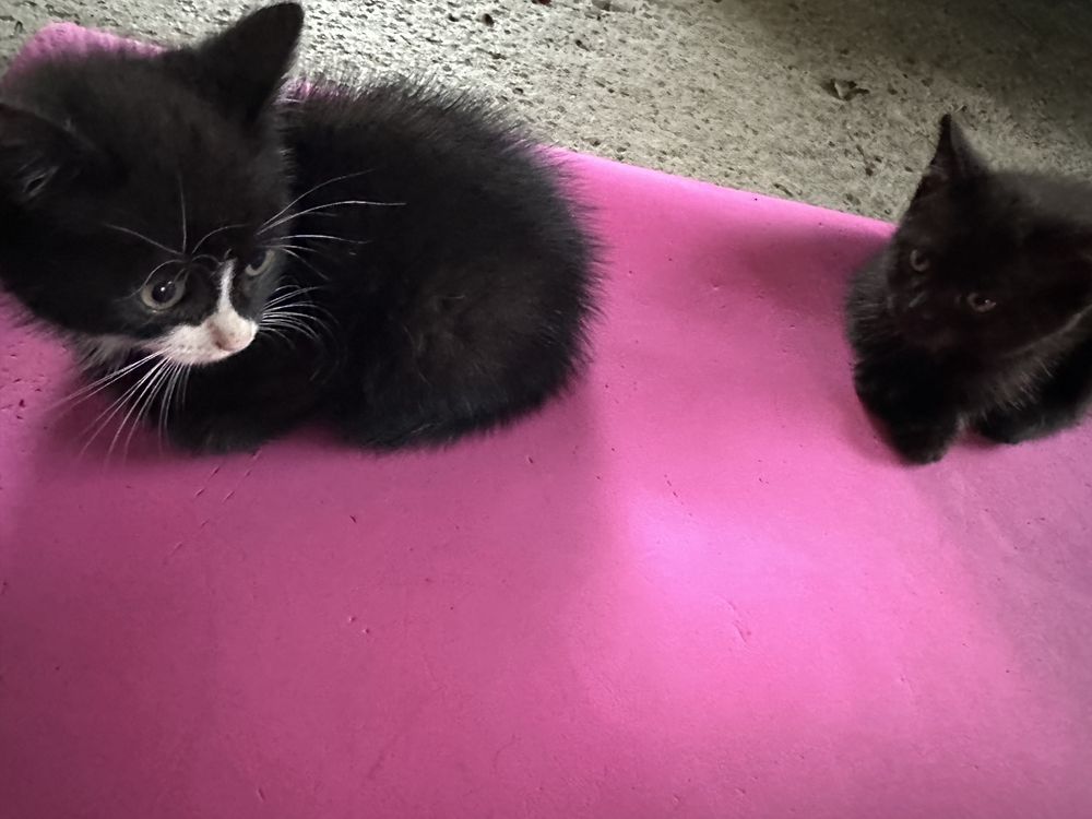 Кошенята безкоштовно