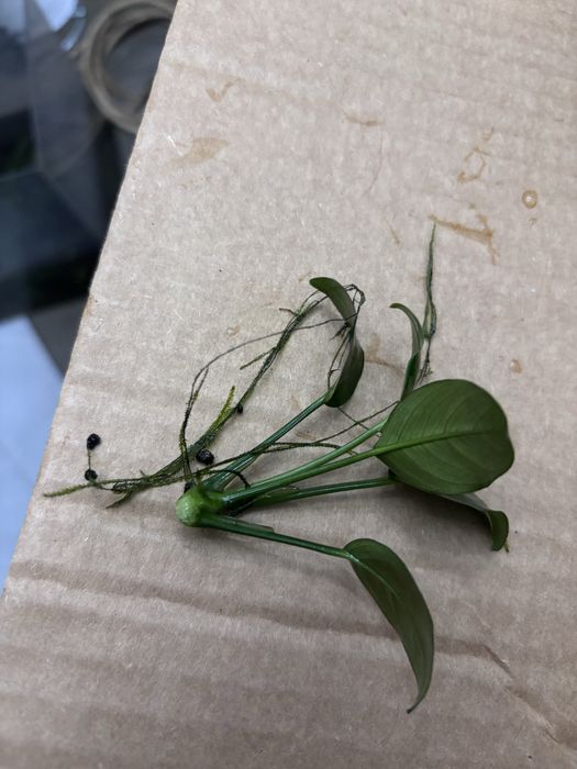 Plantas aquarios (anubias, bucephalandra, fetos java)